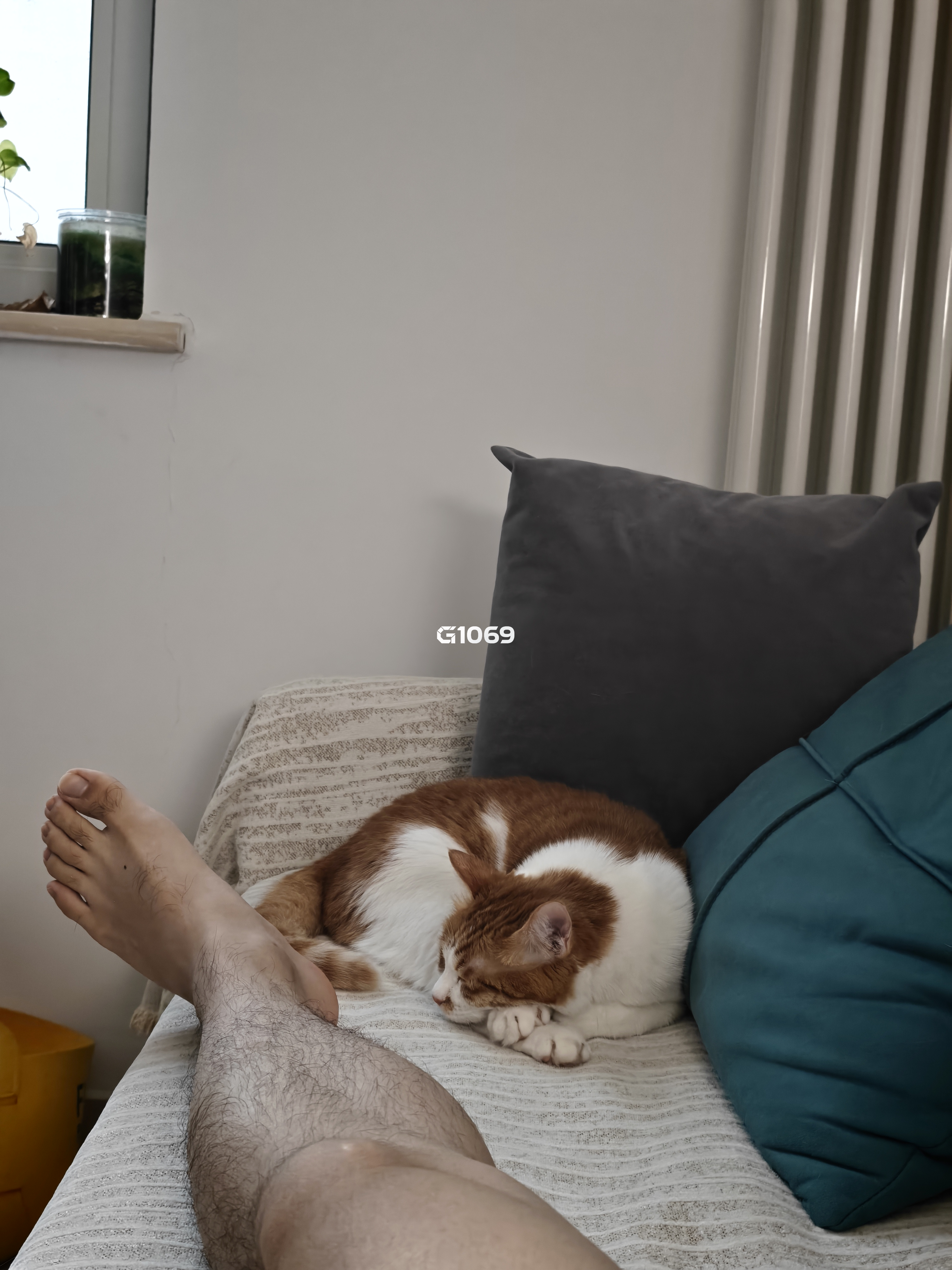 今天这个天，很适合在沙发和猫咪睡觉